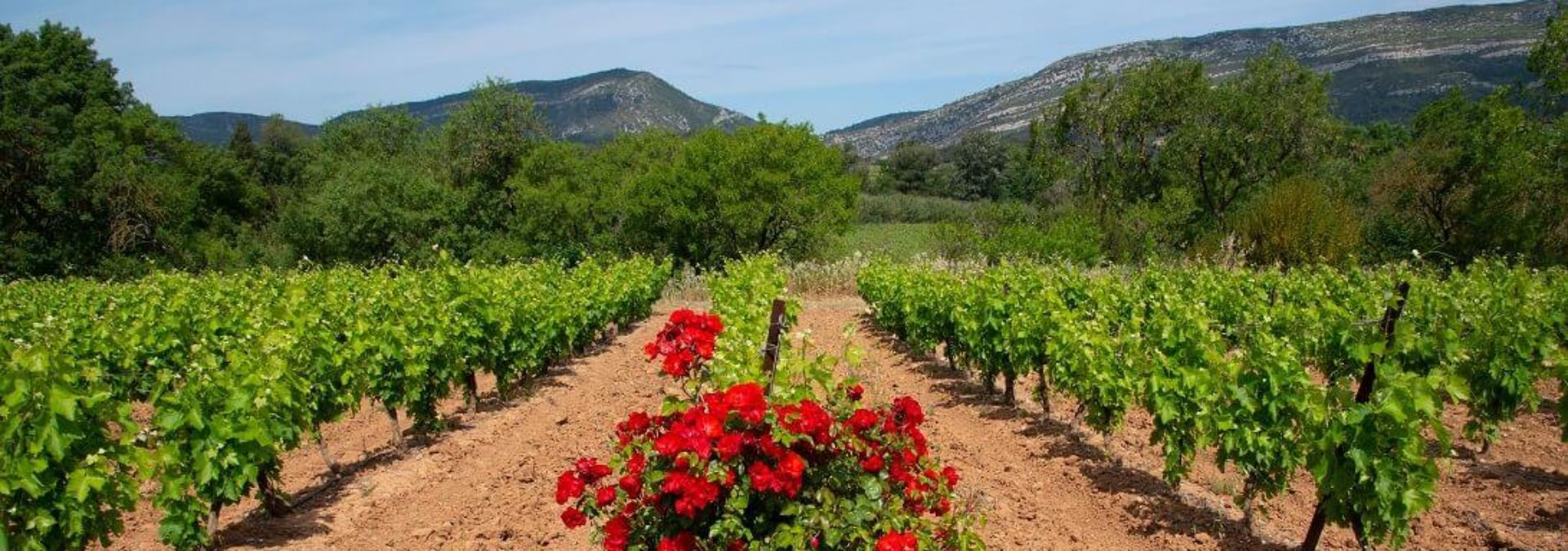 Domaine Grand Guilhem