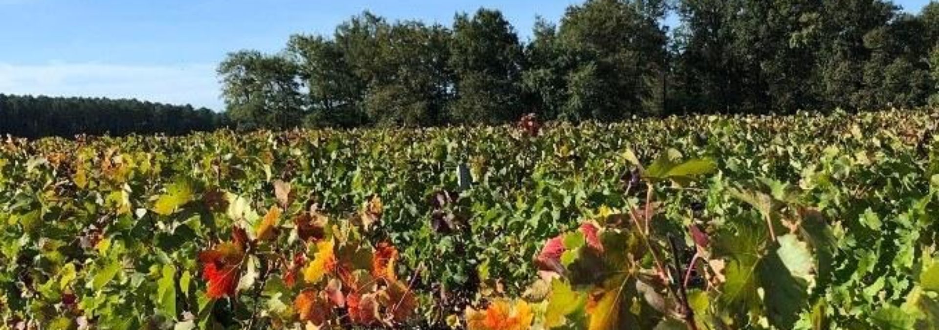 Château Haut-Plantade