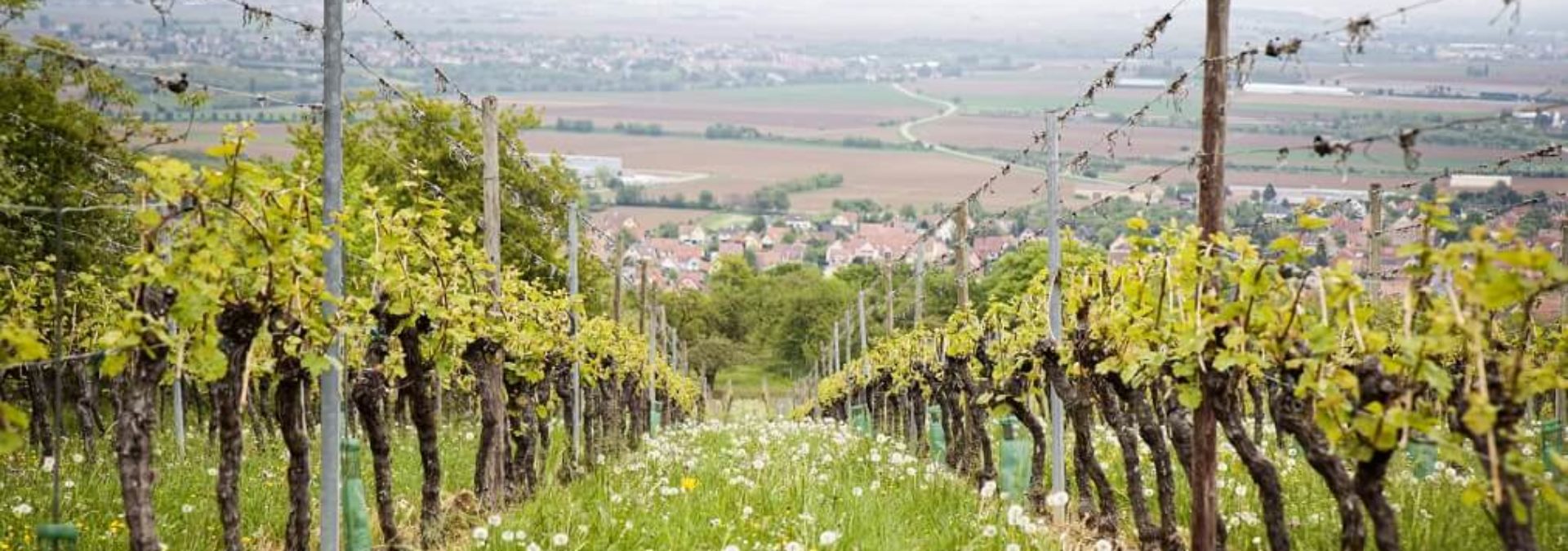 Vins d’Alsace André Hartmann