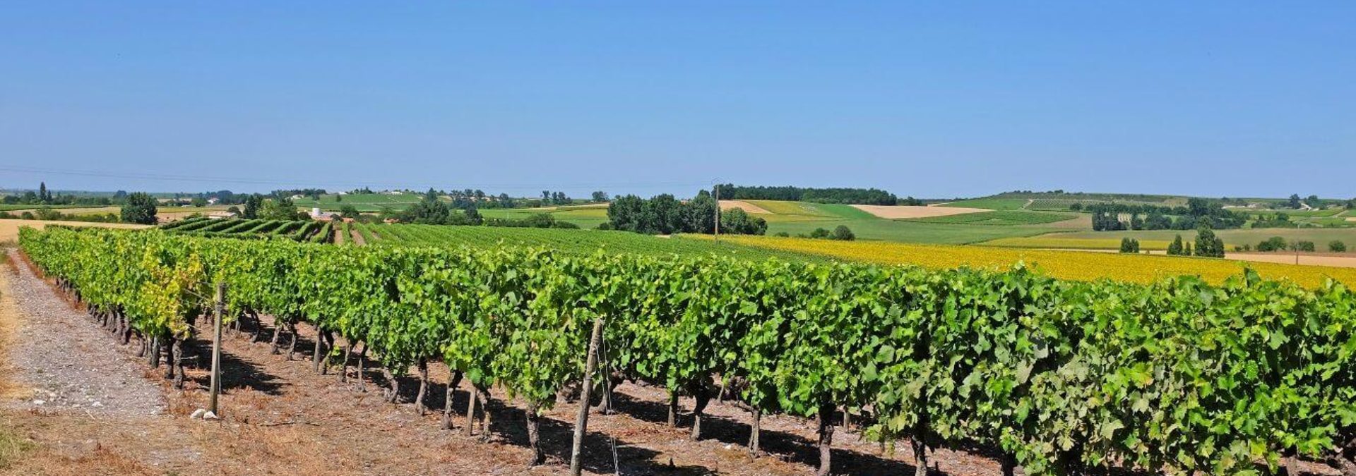 Maison de Cognac et Pineaux des Charentes Normandin-Mercier