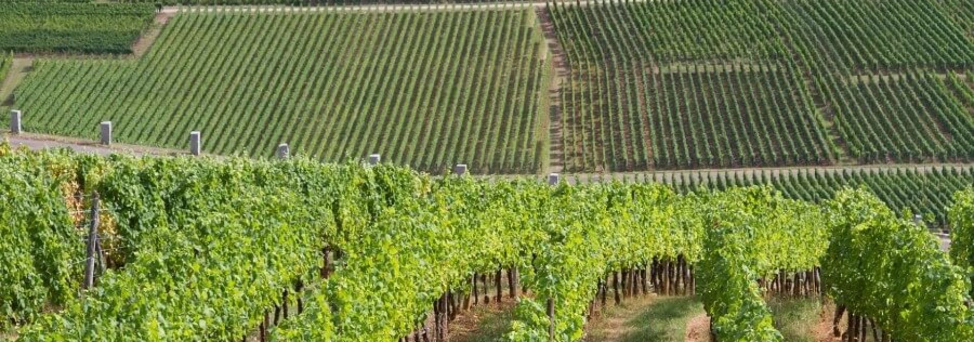Domaine Blanck Paul & Fils