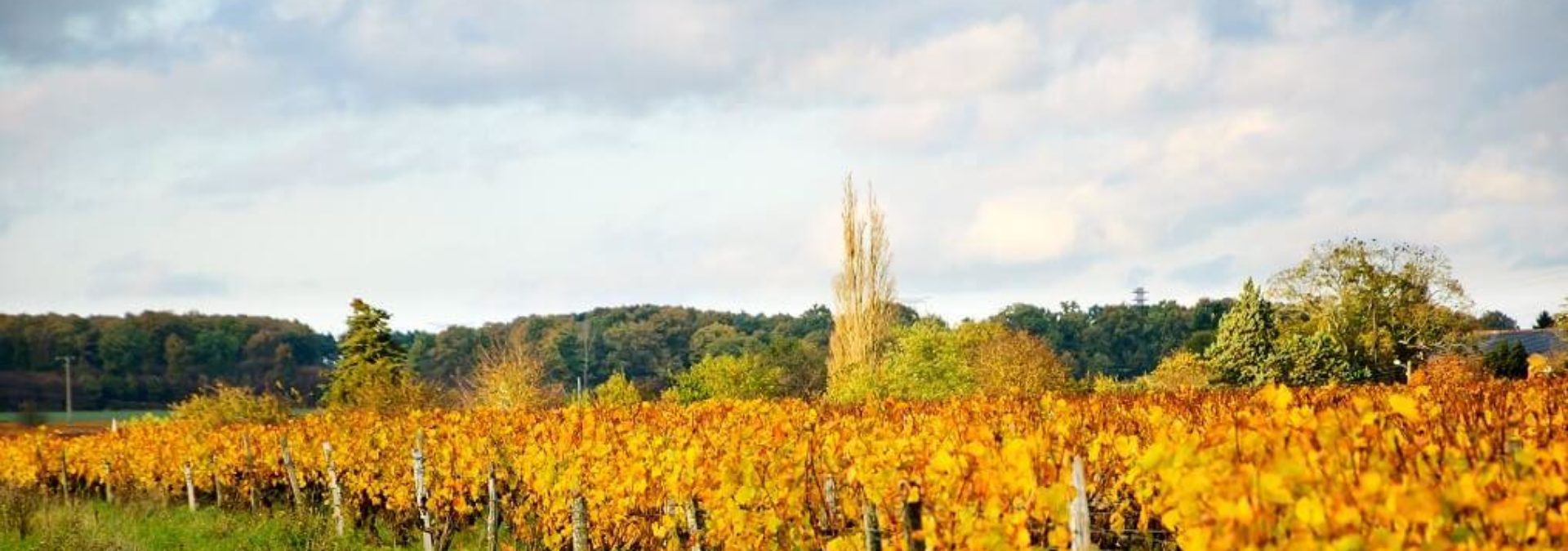 Domaine Joël Taluau & Thierry Foltzenlogel