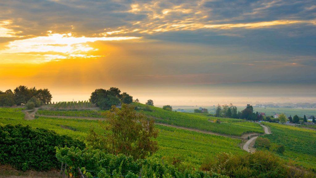 Vignes sur les hauteurs de Mittelbergheim