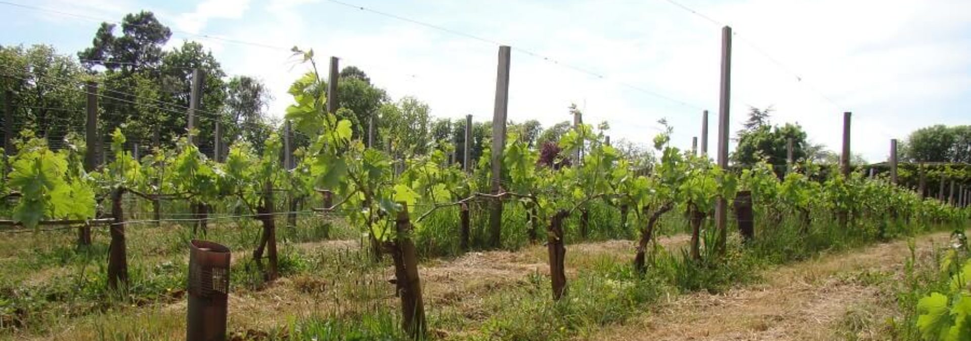 Domaine de Chevalier