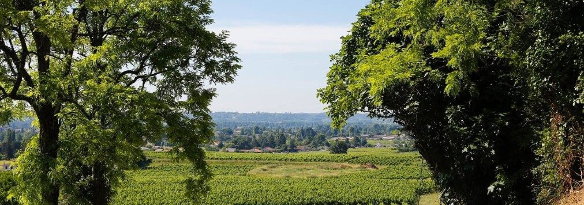 Château Haut Bailly