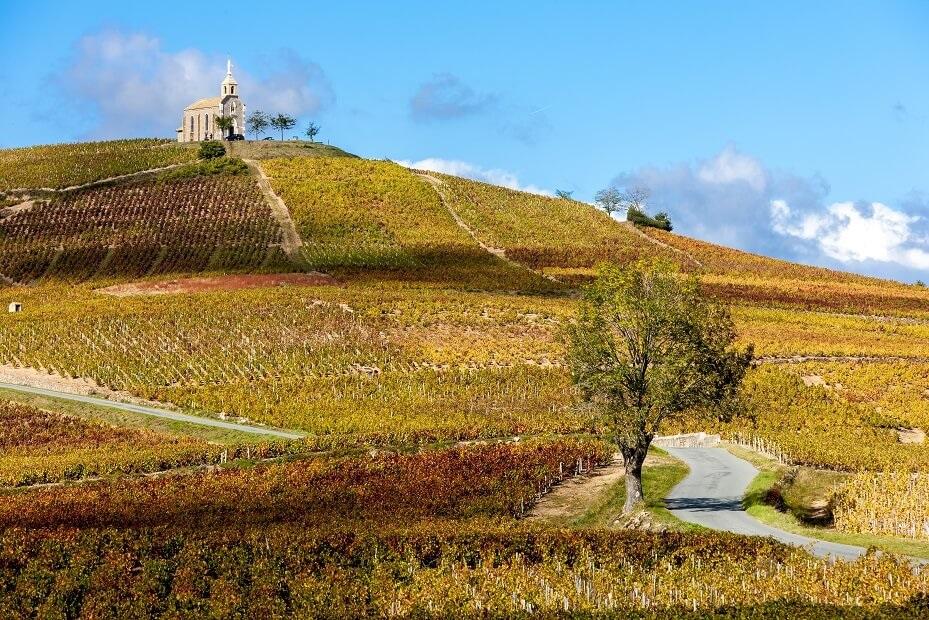 Vignes Beaujolais