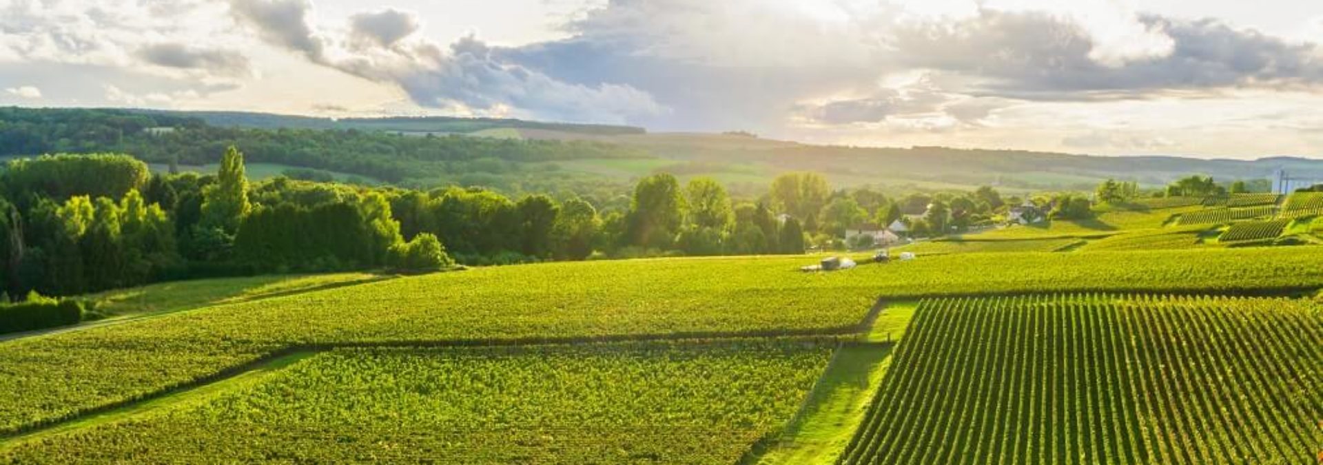 Champagne Chanoine Frères