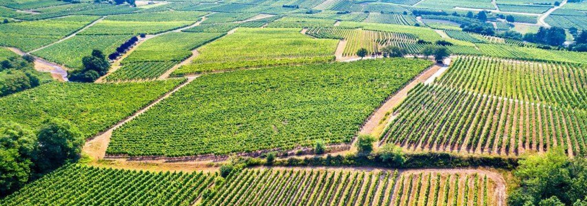 Domaine Edouard Faller