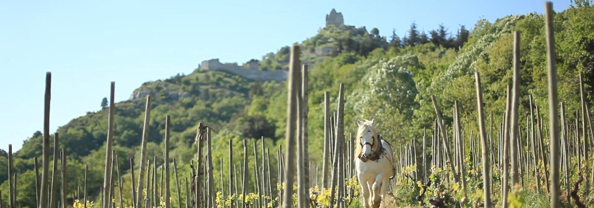 Domaine Rémy Nodin