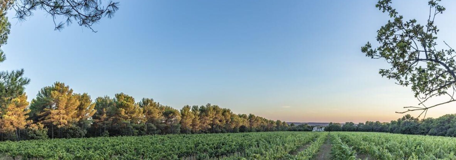 Villa Minna Vineyard