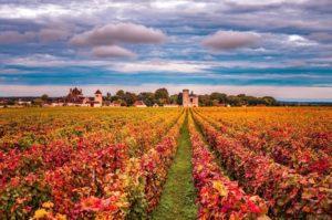 Vignes automnales - Bourgogne