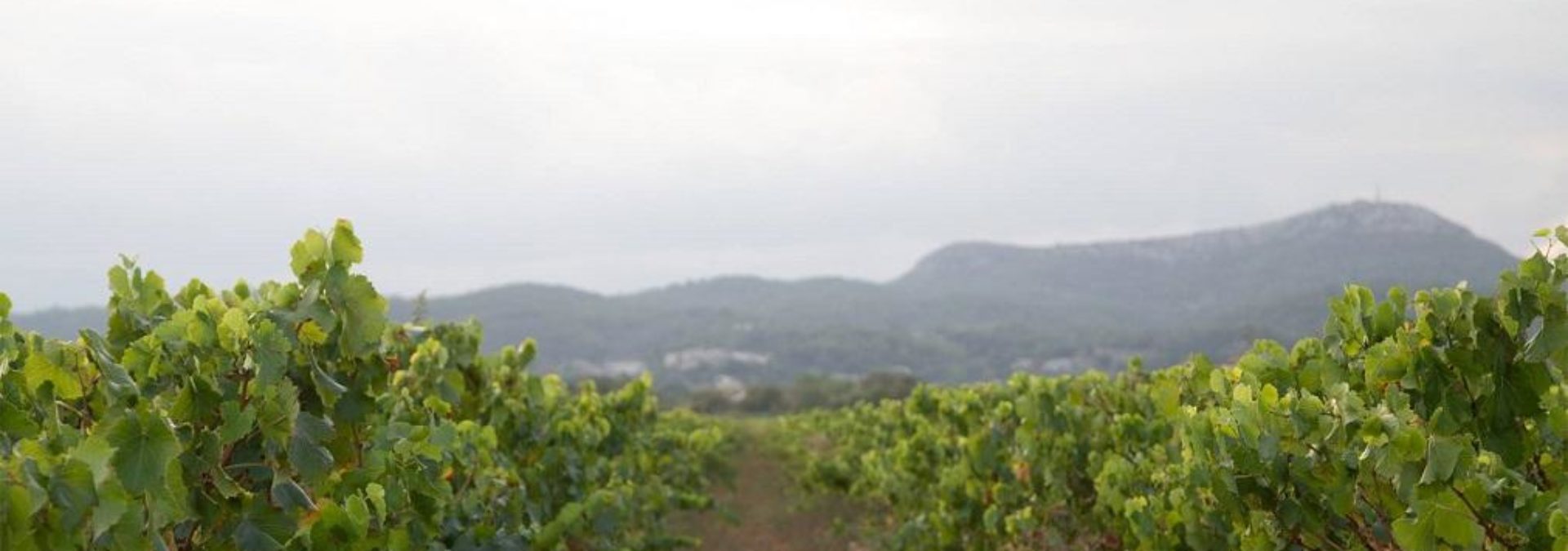 Vignoble de la Porte des Cévennes