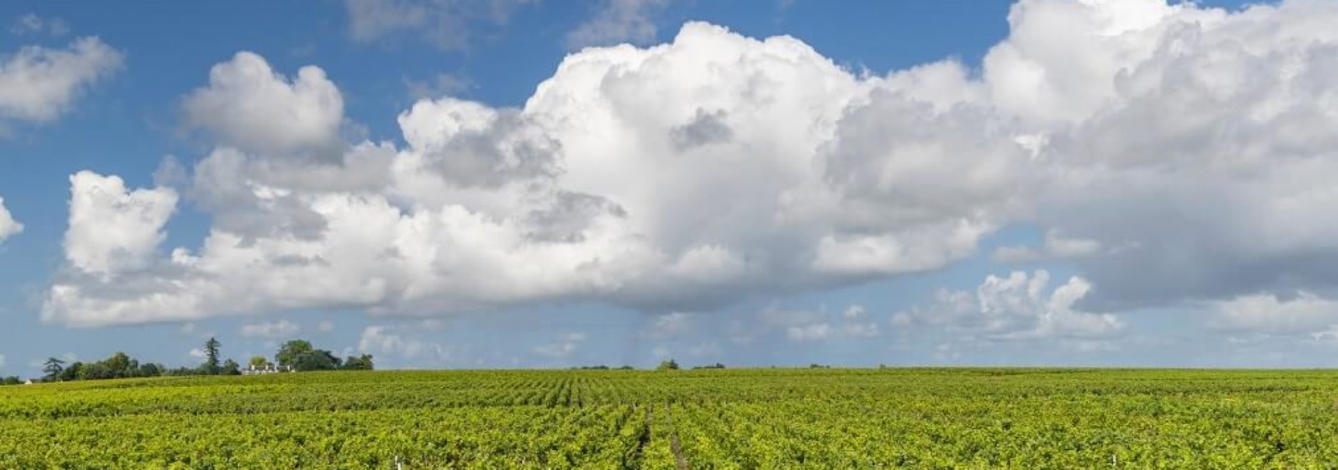 Château Moutte Blanc