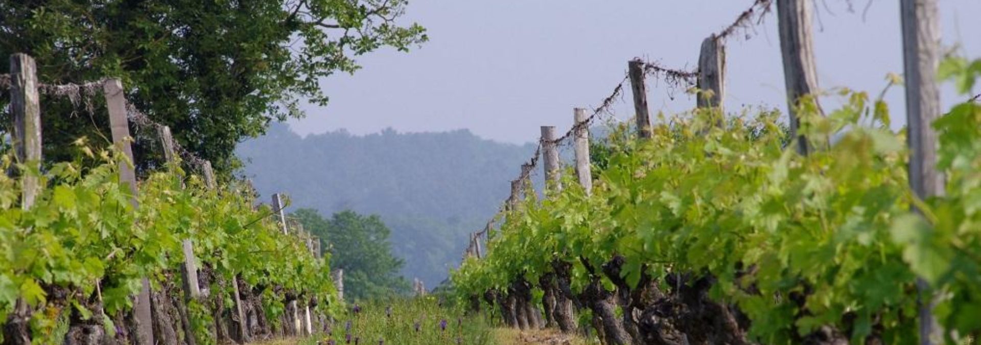 DOMAINE DES MAILLOCHES