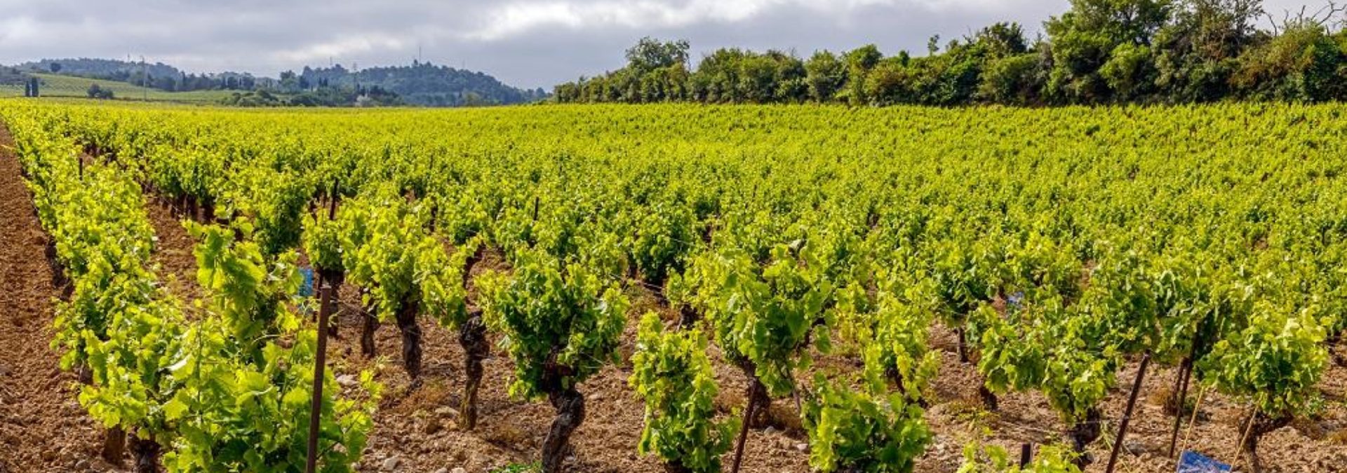 Domaine Sainte-Cécile