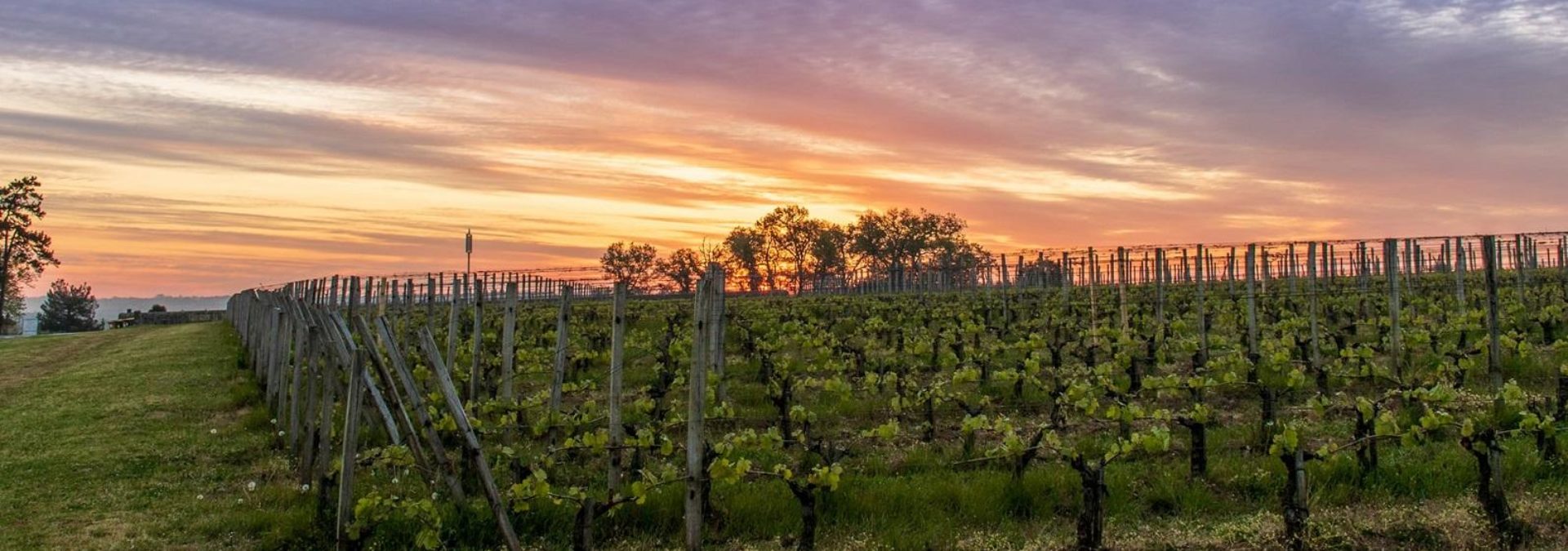 Château Balestard La Tonnelle