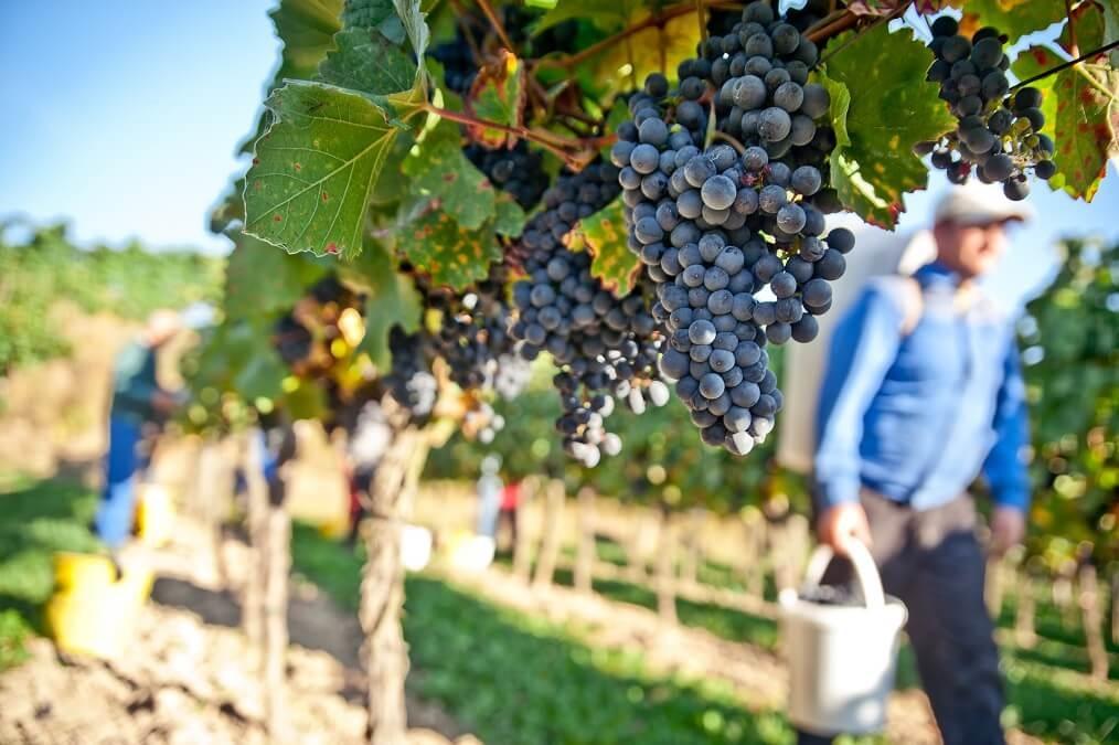 Vignes et vendanges