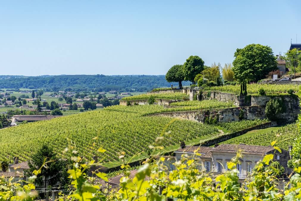 Vignoble Saint-Emilion - Gironde