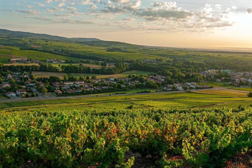 Vignes beaujolais