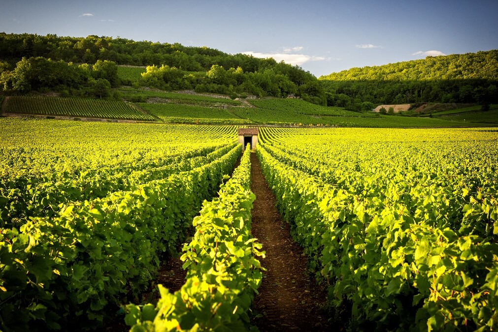 Vignobles près de Beaune, Bourgogne, France