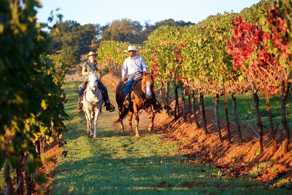 Chevaux_vignes_automne