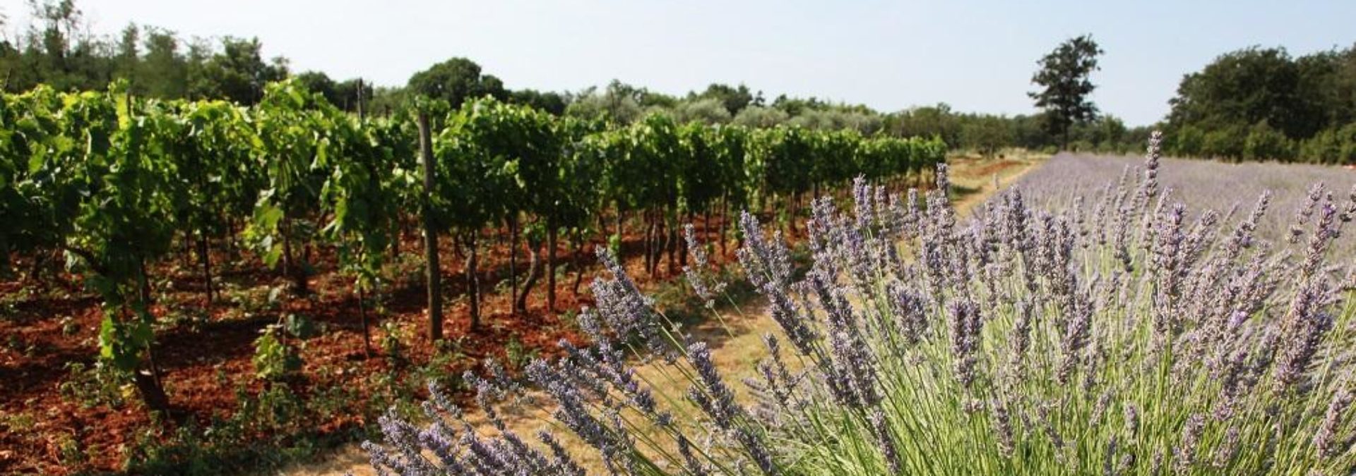 Clos de l’Abbé Dubois