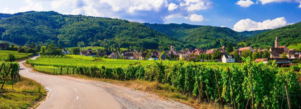 Vignes_Alsace