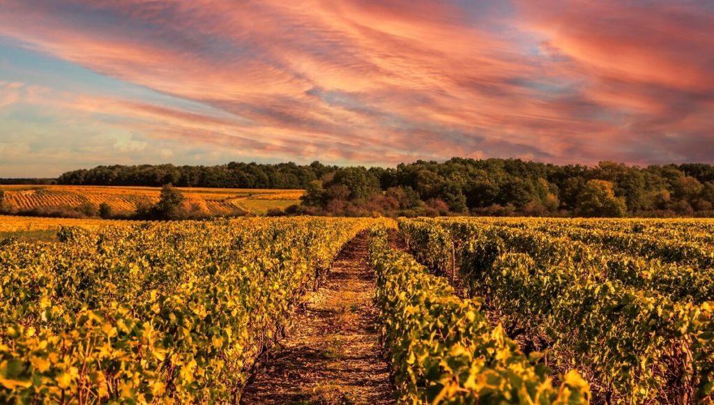 vignes_valdeloire_automne