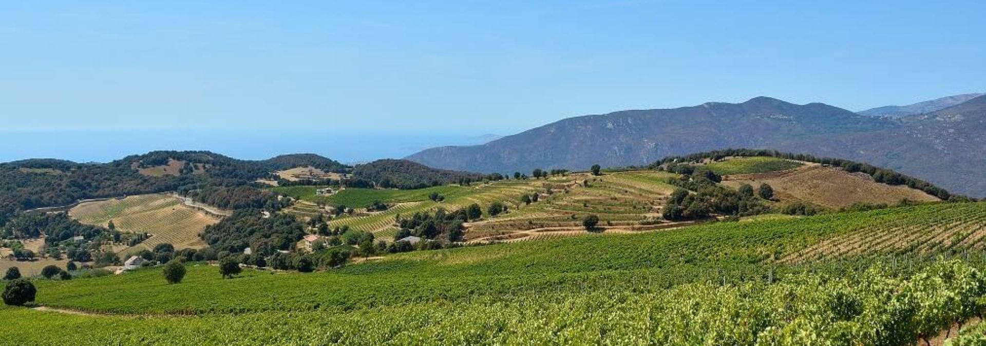 CLOS D’ALZETO