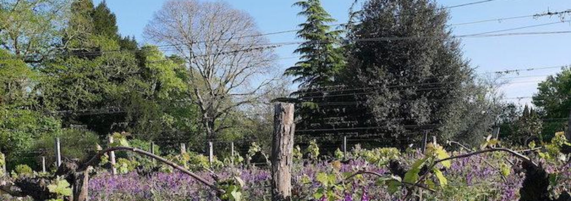 CHATEAU GUEYROSSE-DOMAINE CHANTE ALOUETTE CORMEIL