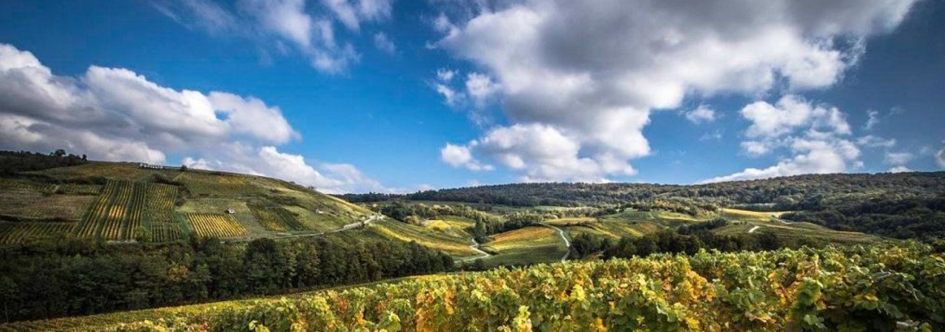 Domaine Désiré Petit