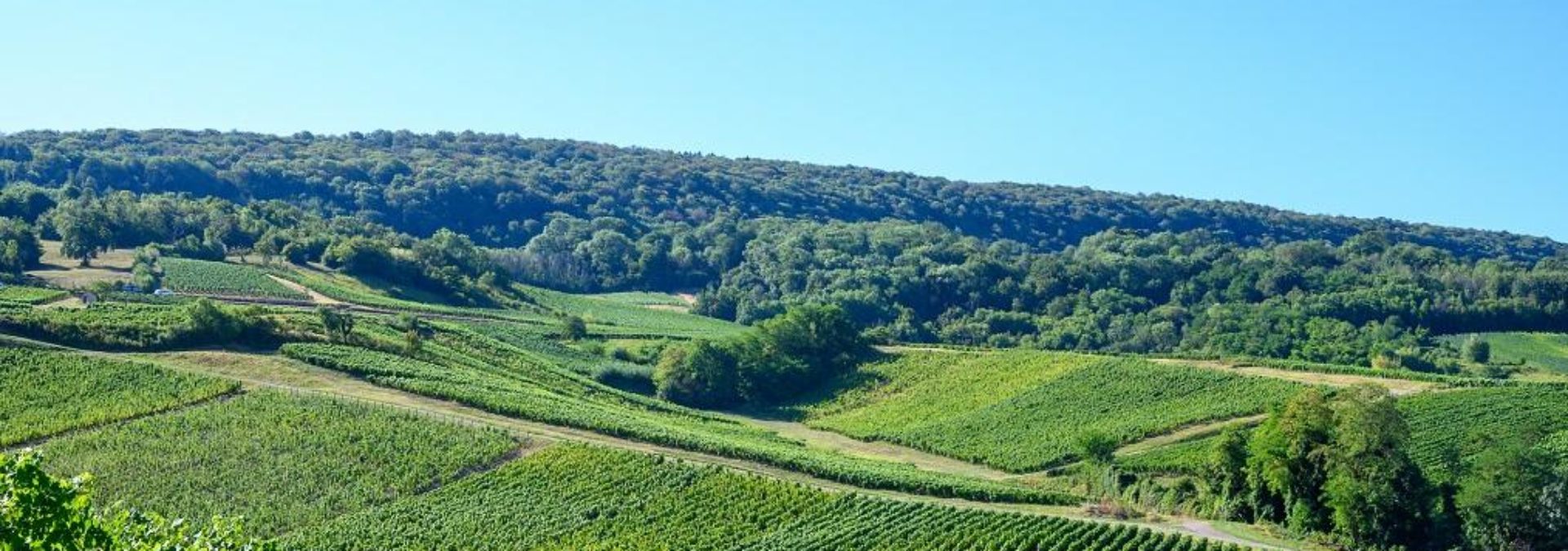 Domaine Cartaux-Bougaud