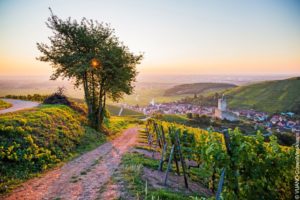 Routes des Vins d'Alsace