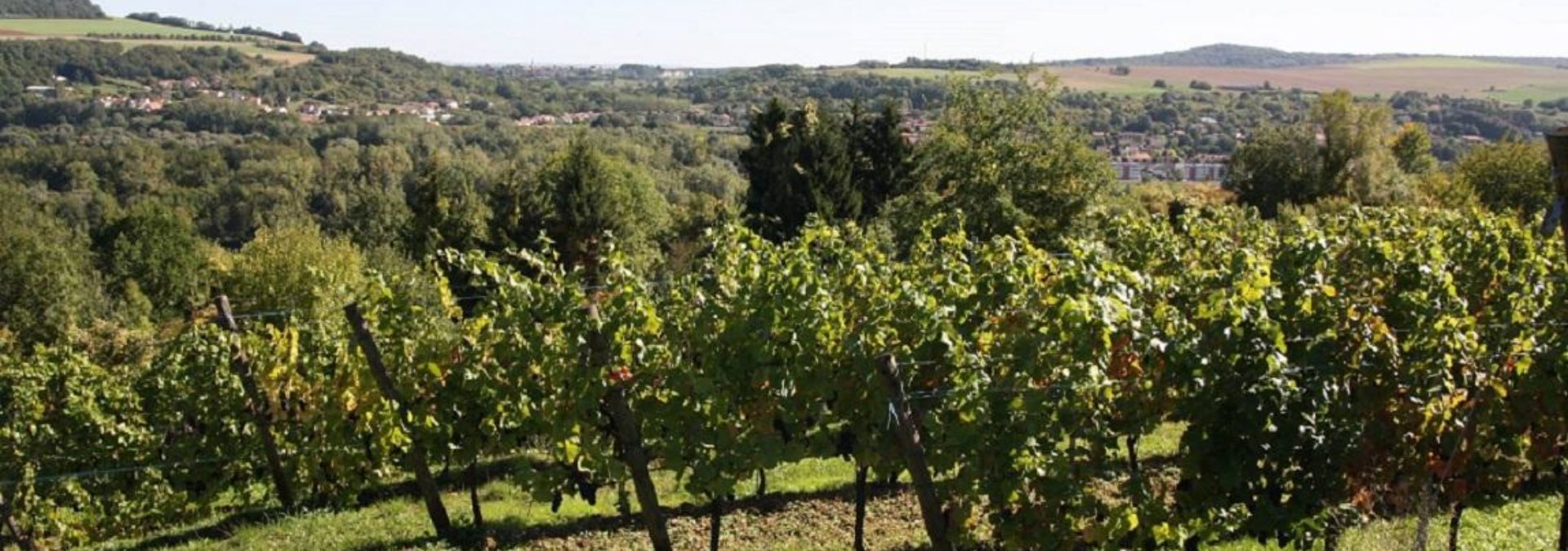 Château de Vaux – Vignoble Mozolay