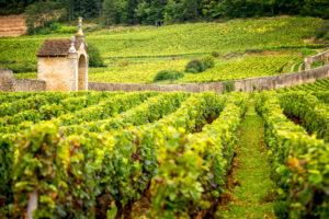 Vignes Bourgogne