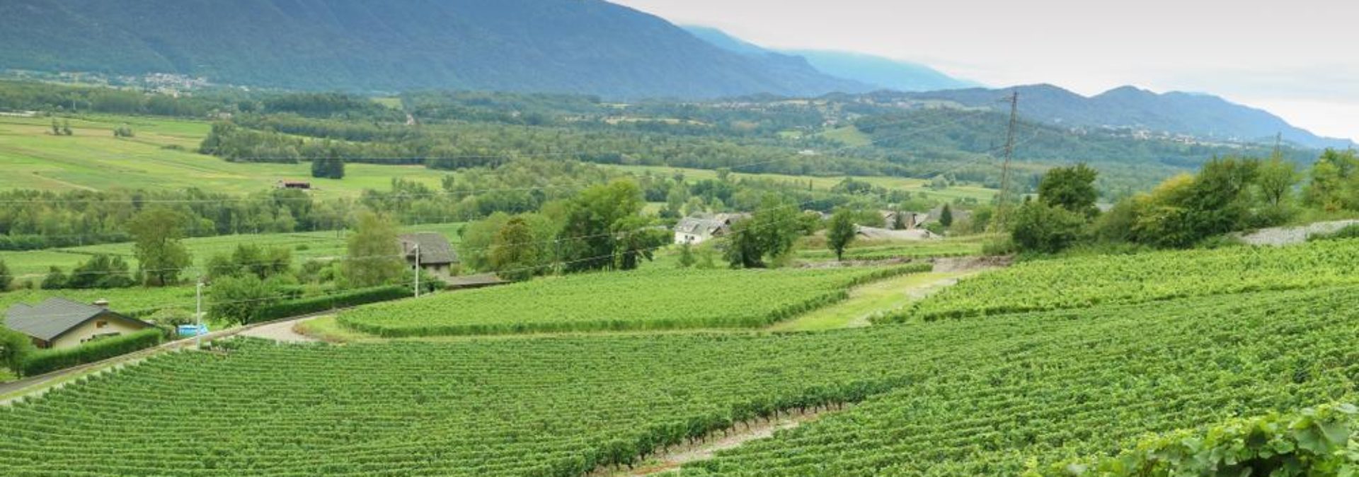 Domaine Eugène Carrel et Fils