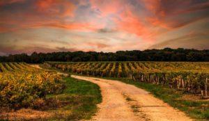 Vignes_Loire