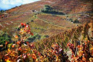 Vignoble_Côte Rôtie