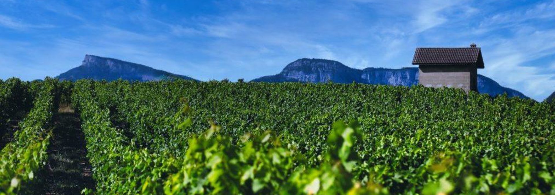 Domaine Florent Héritier