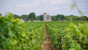 Vignes Bourgogne