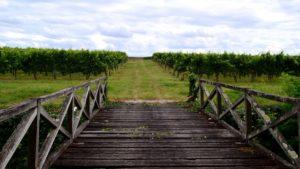 Vignes_Blaye